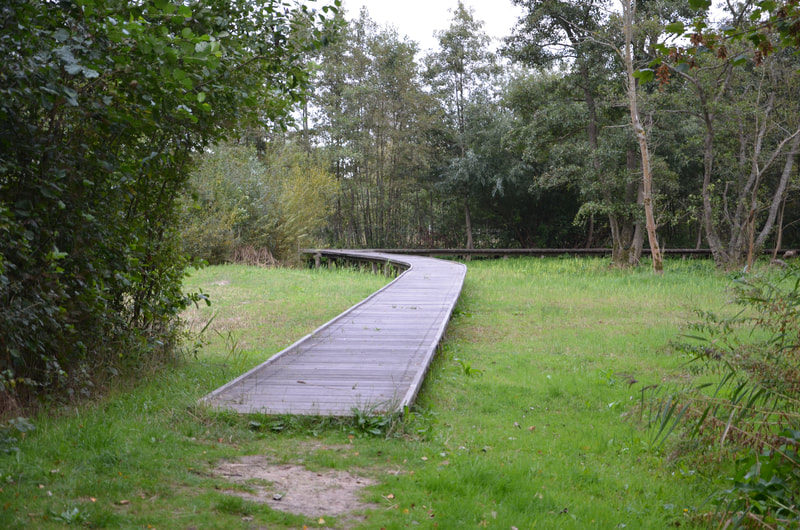 Parque Nacional Zwin en Knokke Heist. Bélgica. 
