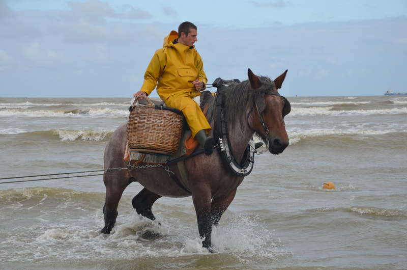 Oostduinkerke. Bélgica. Pesca de camarón a caballo.  